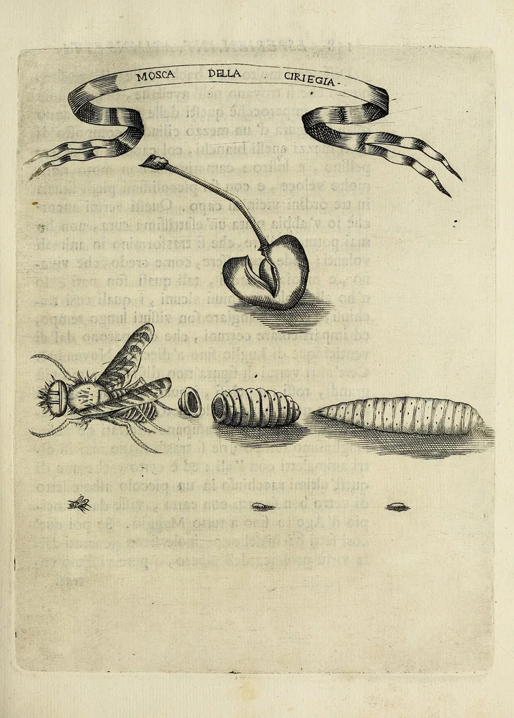 An illustration from Esperienze intorno alla generazione degl' insetti, 1668, leaf 167