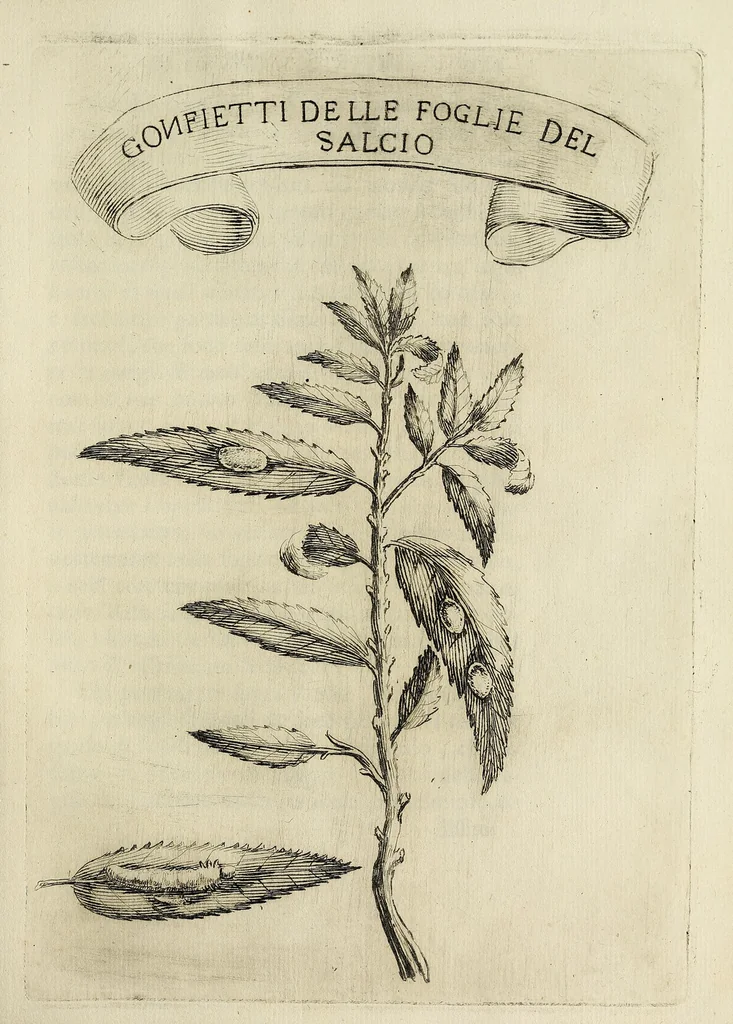 An illustration from Esperienze intorno alla generazione degl' insetti, 1668, leaf 191