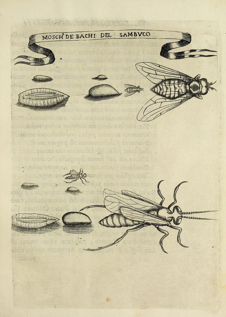An illustration from Esperienze intorno alla generazione degl' insetti, 1668, leaf 197