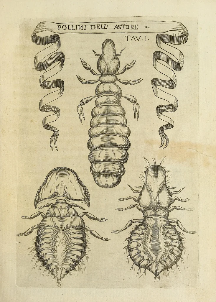 An illustration from Esperienze intorno alla generazione degl' insetti, 1668, leaf 219