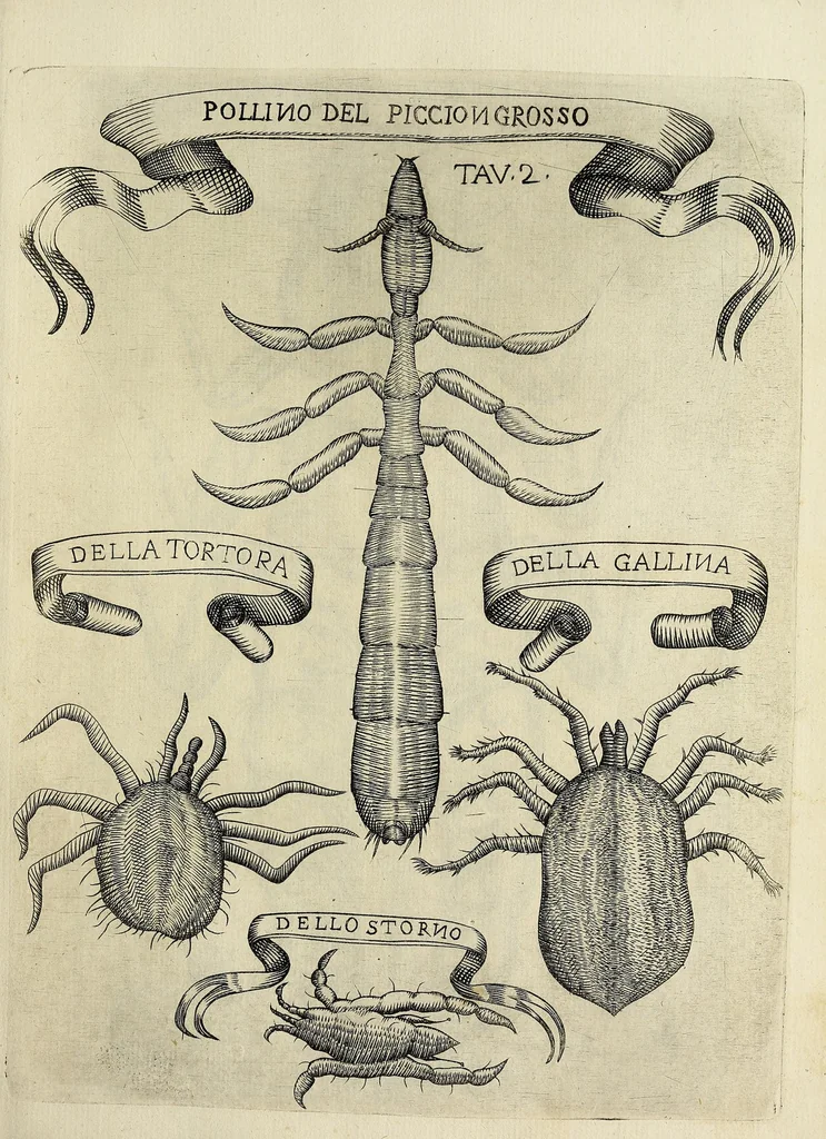 An illustration from Esperienze intorno alla generazione degl' insetti, 1668, leaf 221