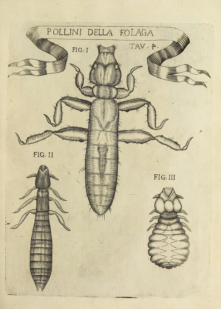 An illustration from Esperienze intorno alla generazione degl' insetti, 1668, leaf 225