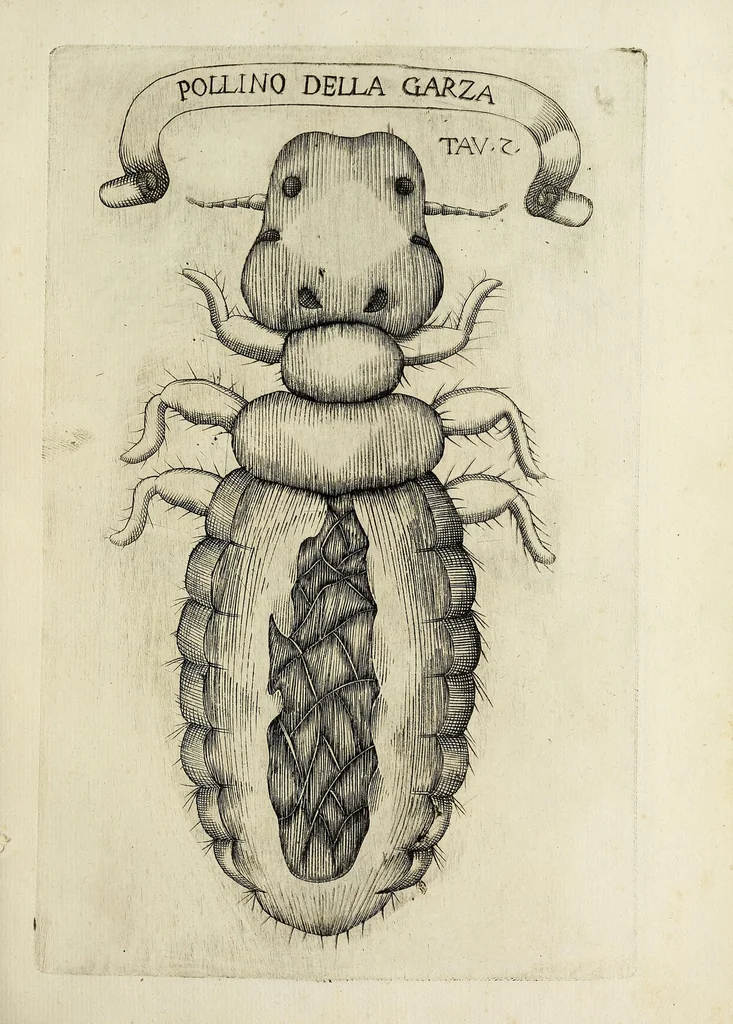 An illustration from Esperienze intorno alla generazione degl' insetti, 1668, leaf 227