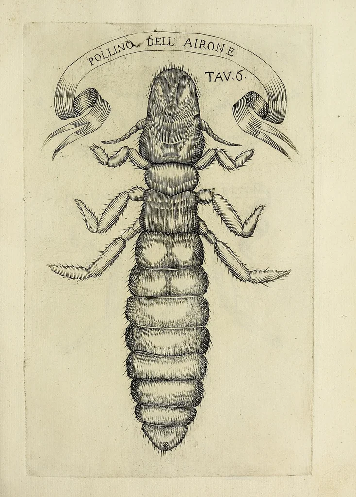 An illustration from Esperienze intorno alla generazione degl' insetti, 1668, leaf 229