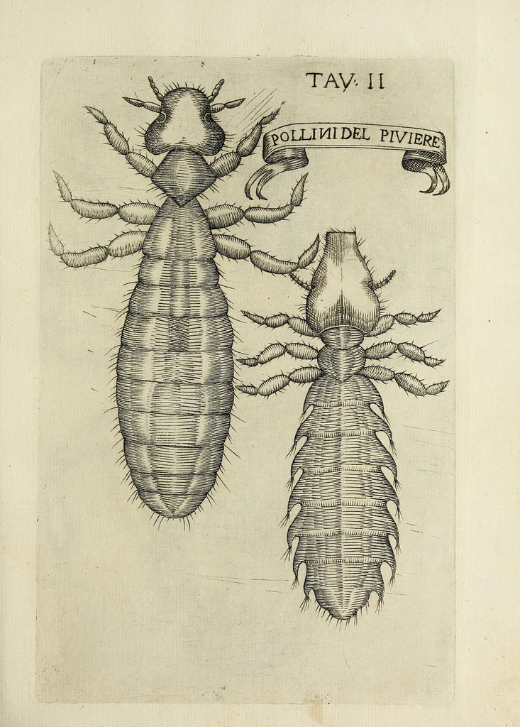 An illustration from Esperienze intorno alla generazione degl' insetti, 1668, leaf 239