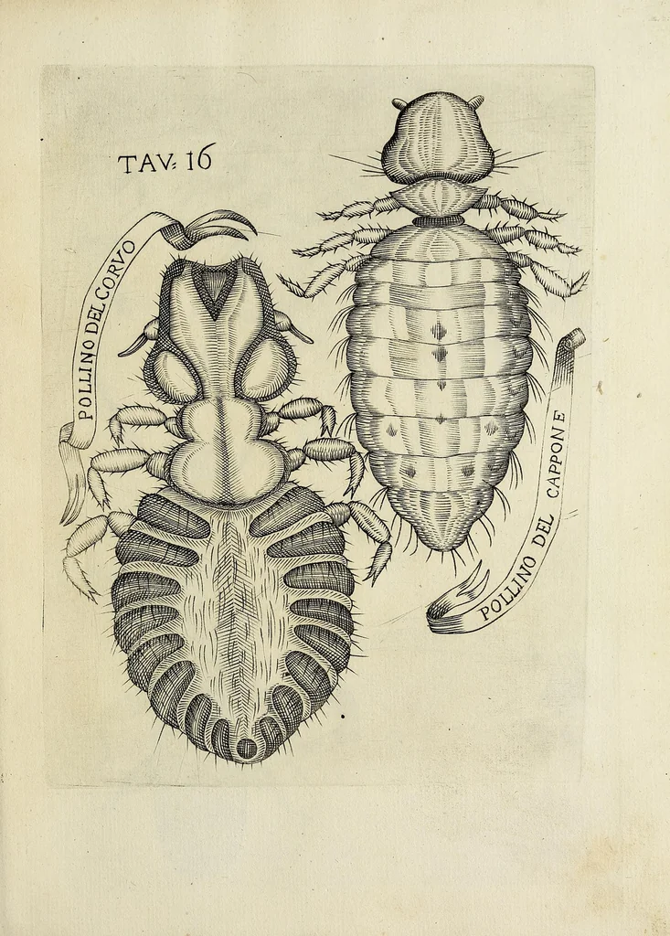 An illustration from Esperienze intorno alla generazione degl' insetti, 1668, leaf 251
