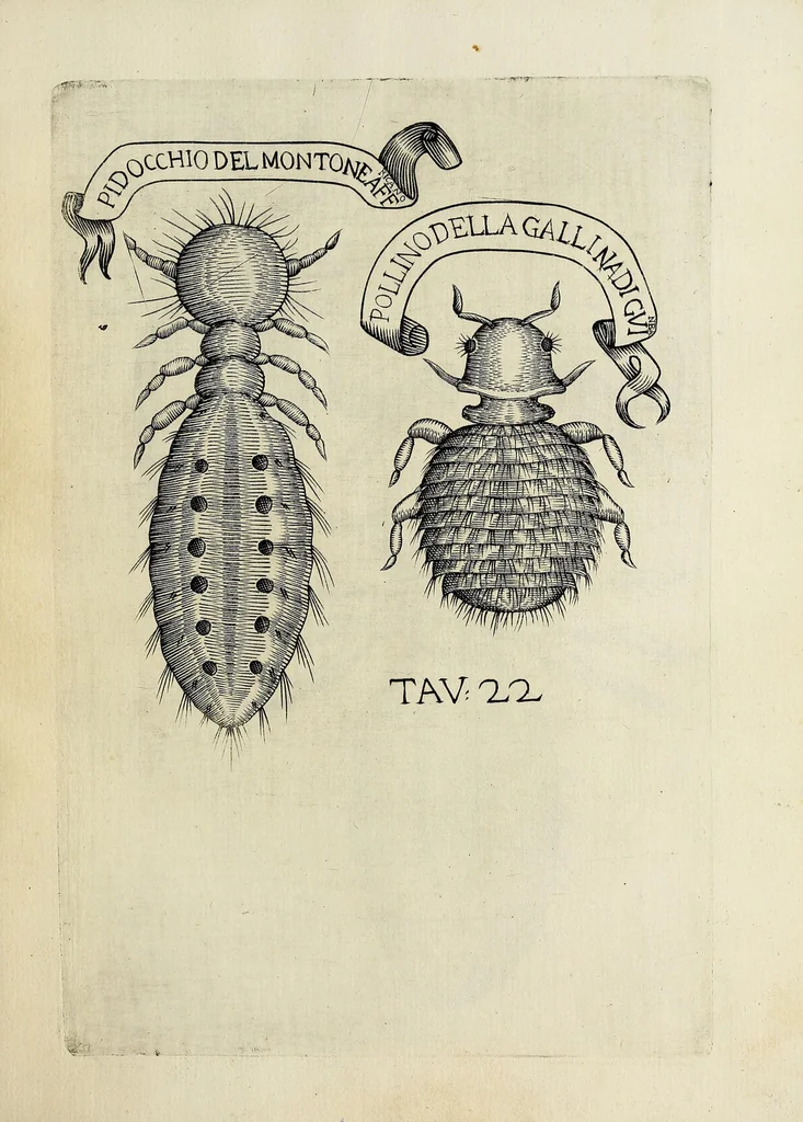 An illustration from Esperienze intorno alla generazione degl' insetti, 1668, leaf 263