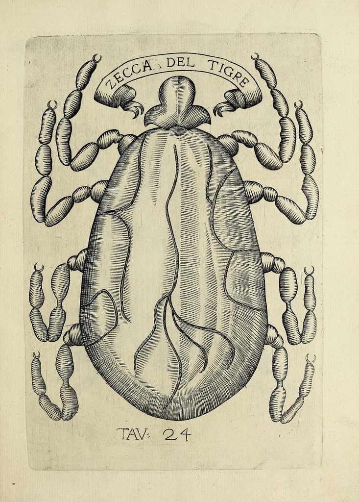 An illustration from Esperienze intorno alla generazione degl' insetti, 1668, leaf 267