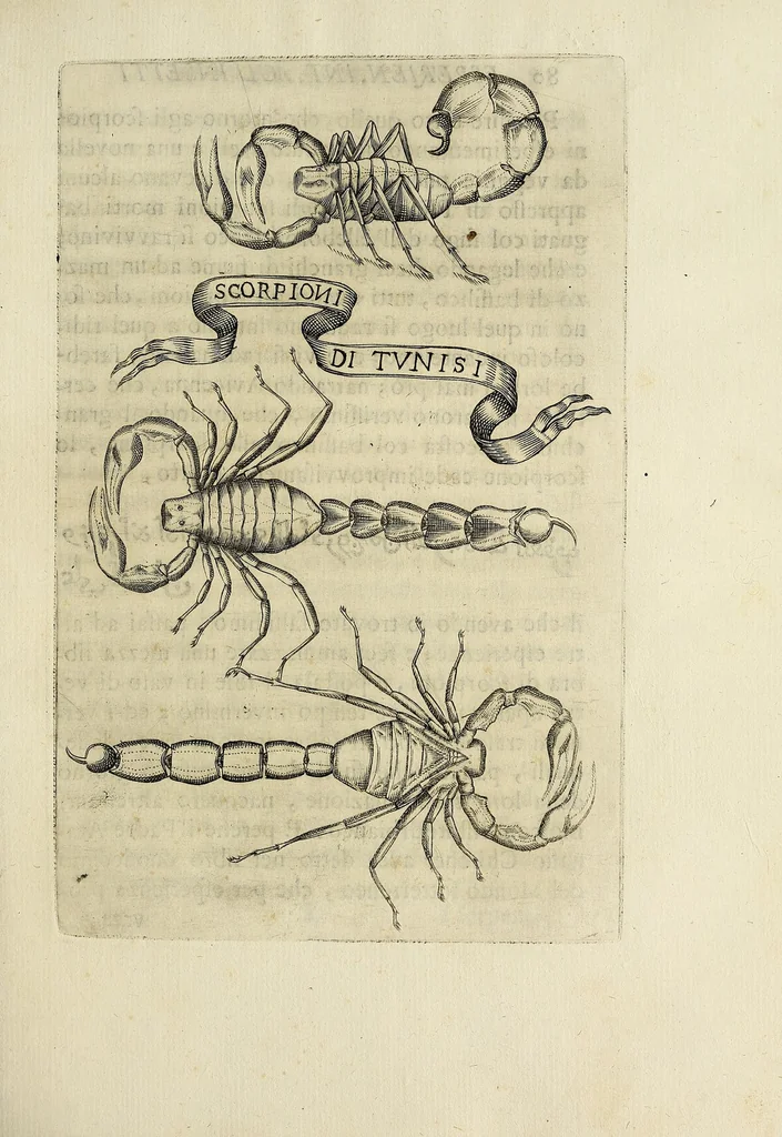 An illustration from Esperienze intorno alla generazione degl' insetti, 1668, leaf 89