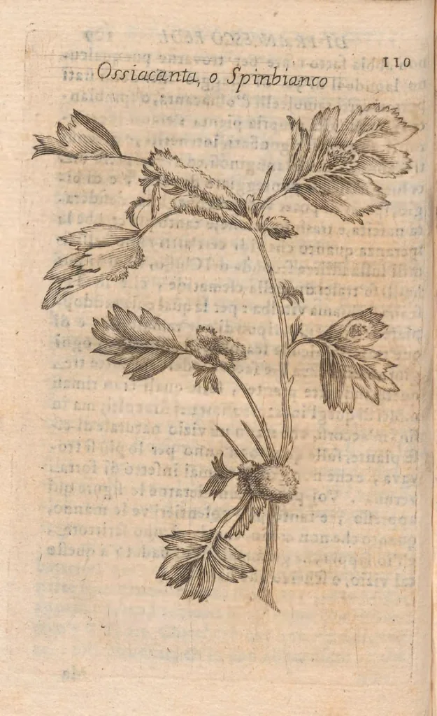 An illustration from Esperienze intorno alla generazione degl'insetti, 1687, leaf 130