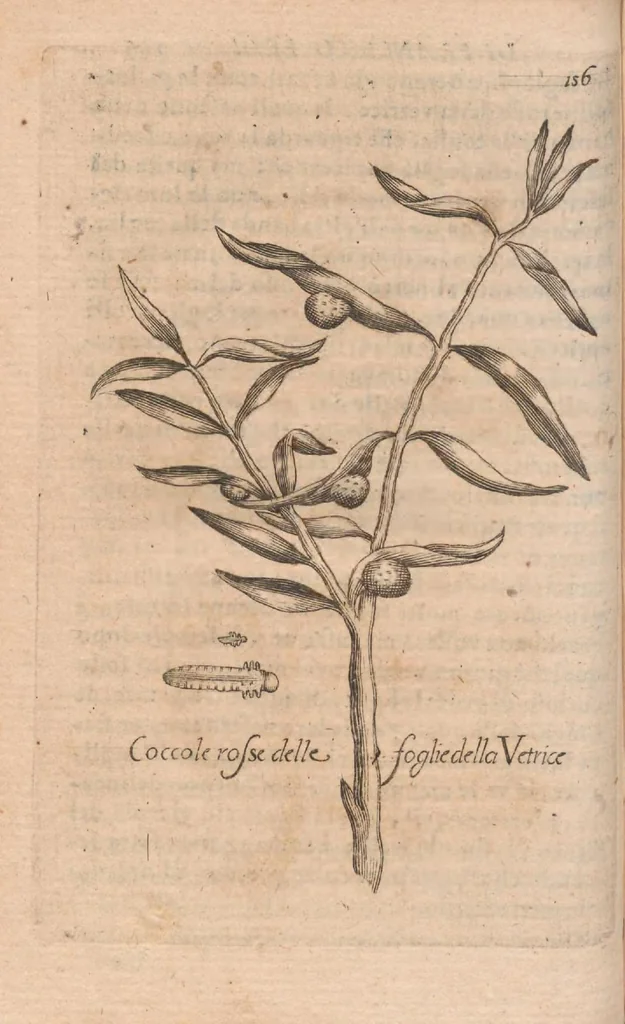 An illustration from Esperienze intorno alla generazione degl'insetti, 1687, leaf 176