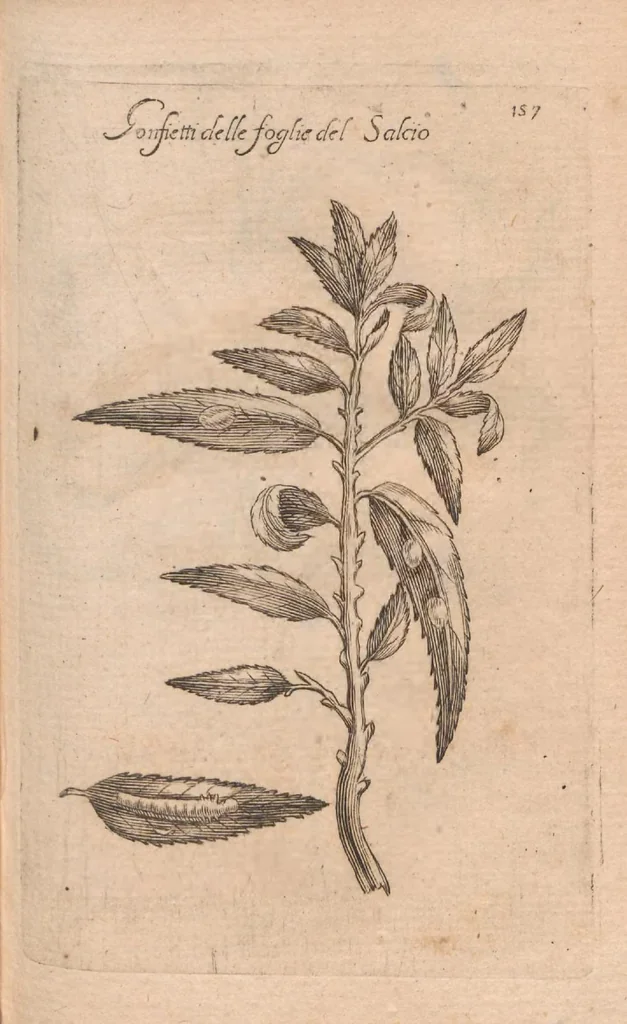 An illustration from Esperienze intorno alla generazione degl'insetti, 1687, leaf 177