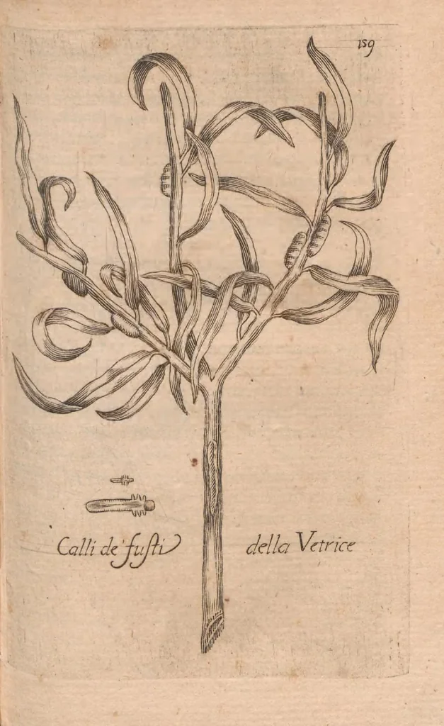 An illustration from Esperienze intorno alla generazione degl'insetti, 1687, leaf 179
