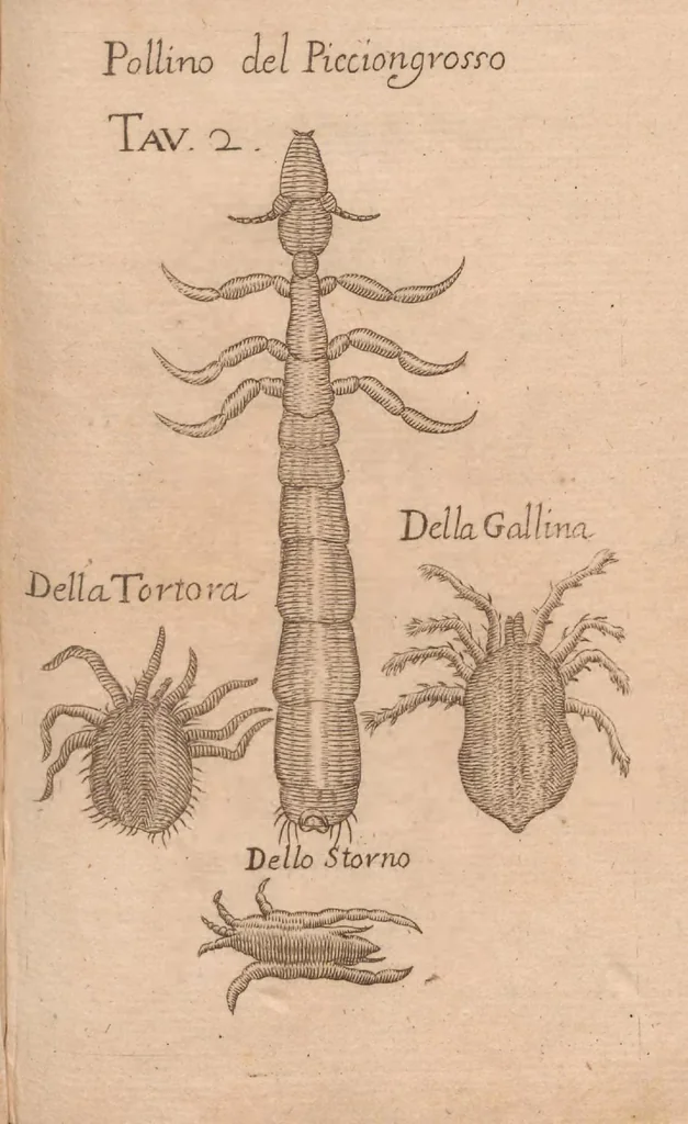 An illustration from Esperienze intorno alla generazione degl'insetti, 1687, leaf 215