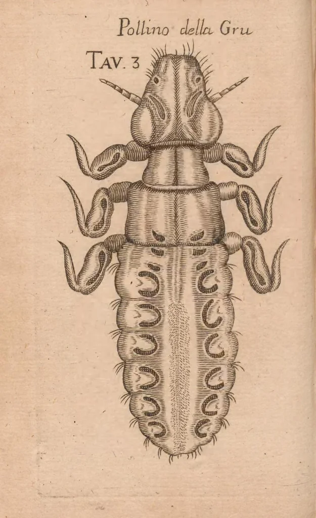 An illustration from Esperienze intorno alla generazione degl'insetti, 1687, leaf 218