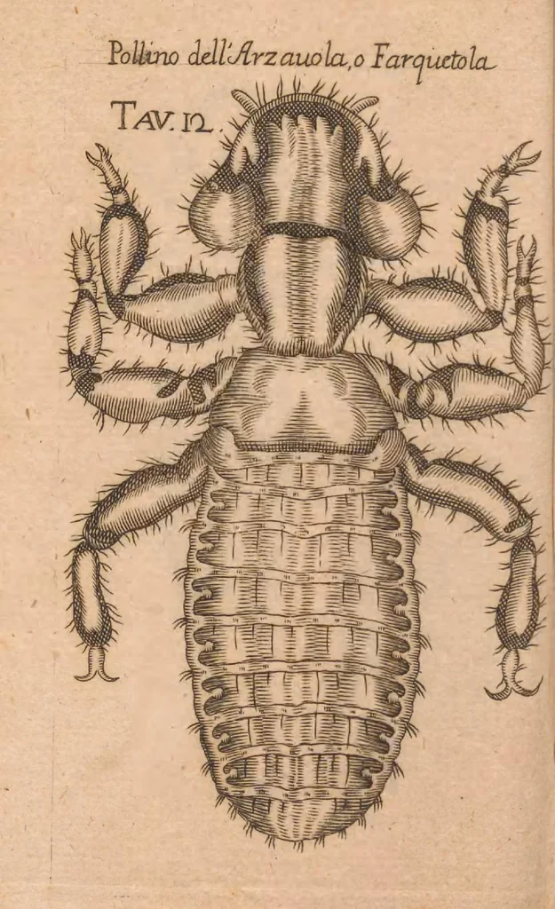 An illustration from Esperienze intorno alla generazione degl'insetti, 1687, leaf 234