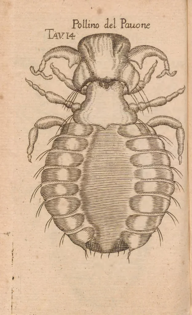 An illustration from Esperienze intorno alla generazione degl'insetti, 1687, leaf 238