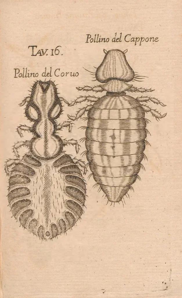 An illustration from Esperienze intorno alla generazione degl'insetti, 1687, leaf 241
