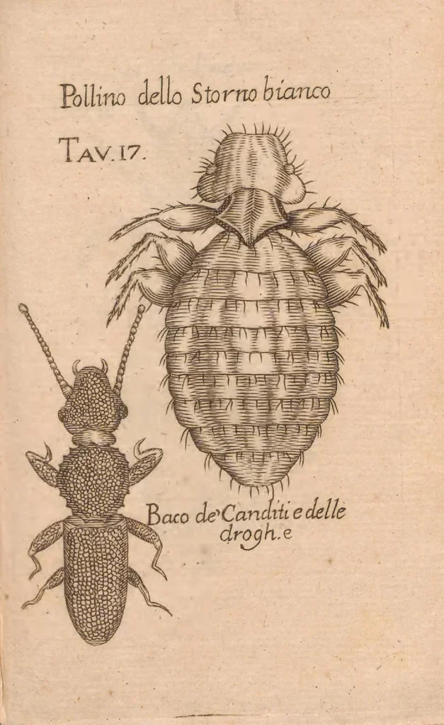 An illustration from Esperienze intorno alla generazione degl'insetti, 1687, leaf 243