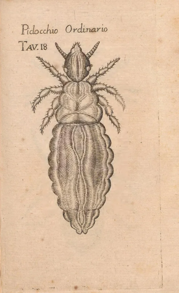 An illustration from Esperienze intorno alla generazione degl'insetti, 1687, leaf 245