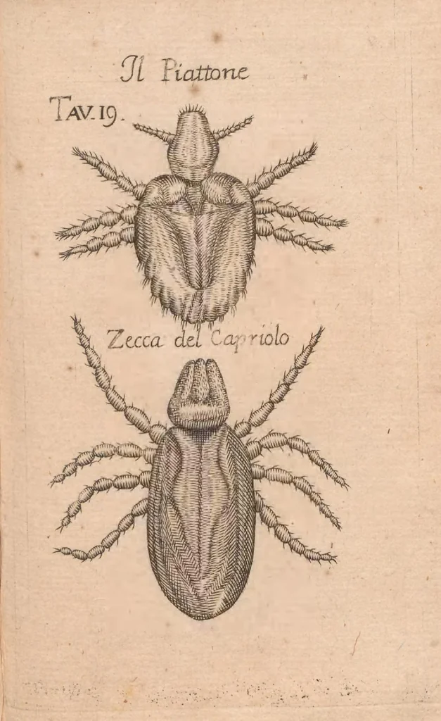 An illustration from Esperienze intorno alla generazione degl'insetti, 1687, leaf 247