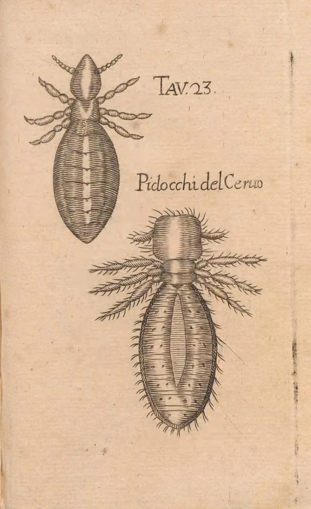 An illustration from Esperienze intorno alla generazione degl'insetti, 1687, leaf 257