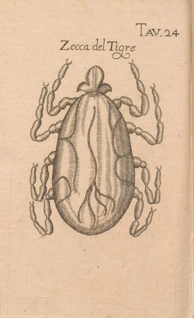 An illustration from Esperienze intorno alla generazione degl'insetti, 1687, leaf 258