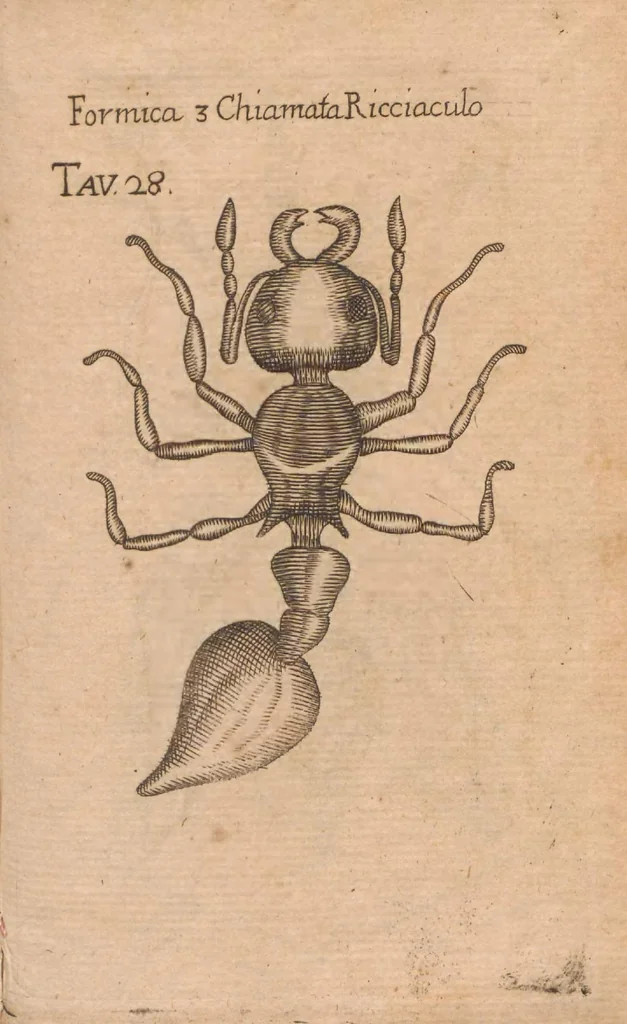 An illustration from Esperienze intorno alla generazione degl'insetti, 1687, leaf 265