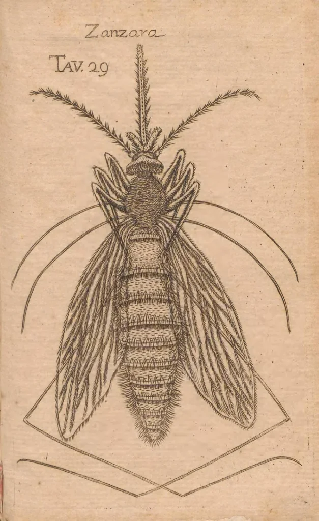 An illustration from Esperienze intorno alla generazione degl'insetti, 1687, leaf 267
