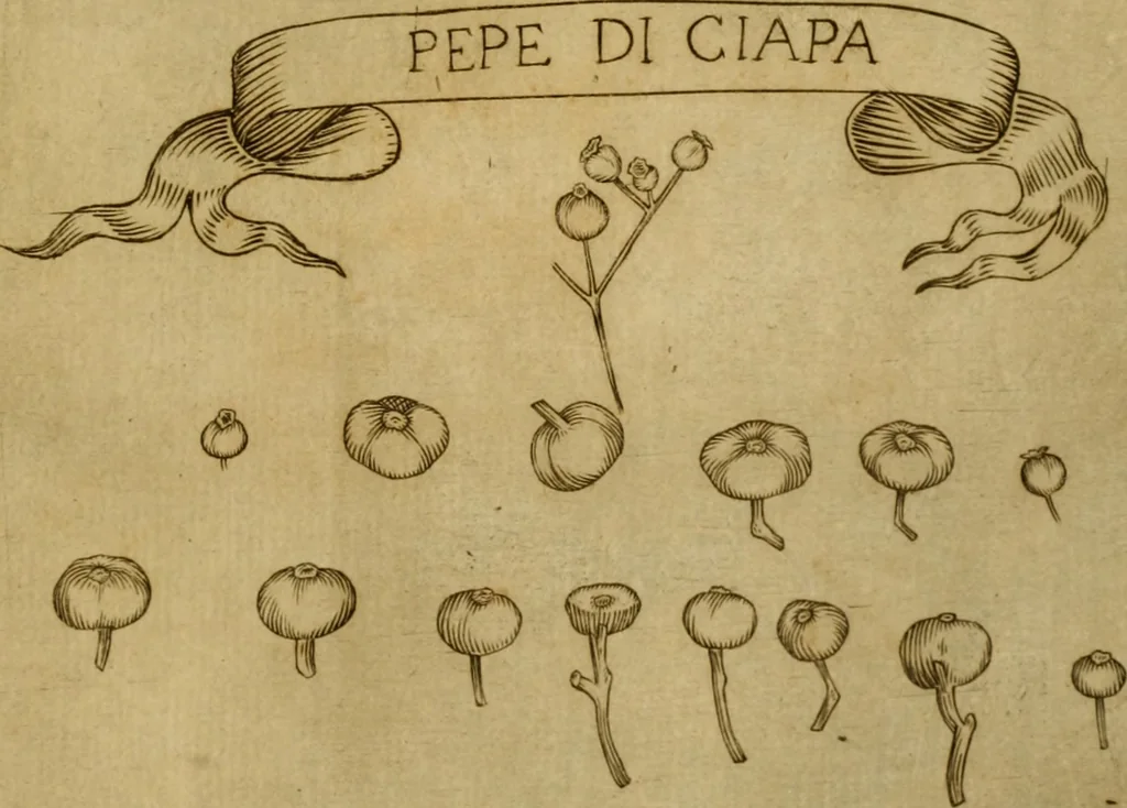 An illustration from Esperienzie intorno a diverse cose naturali, e particolarmente a quelle, che ci son portate dall'Indie, 1671, leaf 162