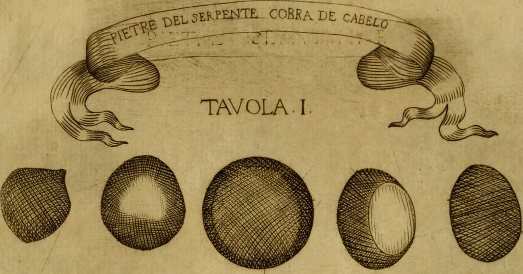 An illustration from Esperienzie intorno a diverse cose naturali, e particolarmente a quelle, che ci son portate dall'Indie, 1671, leaf 162