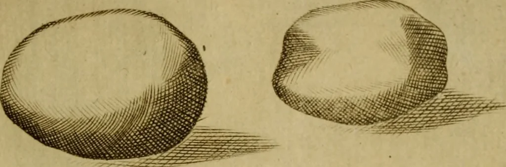 An illustration from Esperienzie intorno a diverse cose naturali, e particolarmente a quelle, che ci son portate dall'Indie, 1671, leaf 166