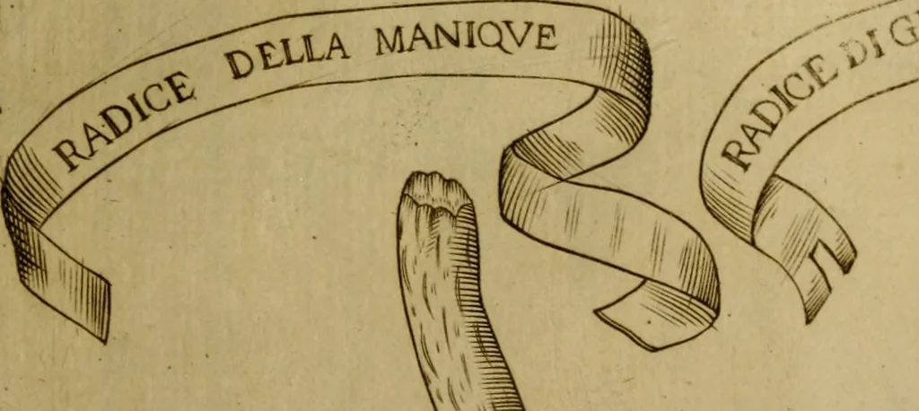 An illustration from Esperienzie intorno a diverse cose naturali, e particolarmente a quelle, che ci son portate dall'Indie, 1671, leaf 166