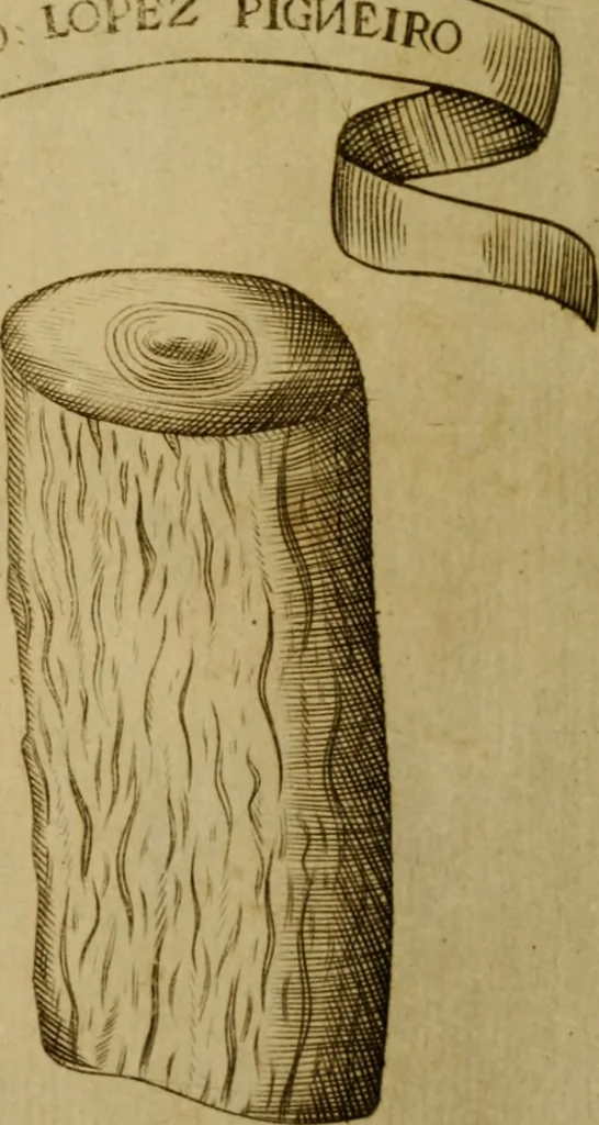 An illustration from Esperienzie intorno a diverse cose naturali, e particolarmente a quelle, che ci son portate dall'Indie, 1671, leaf 166