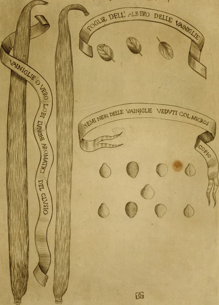 An illustration from Esperienzie intorno a diverse cose naturali, e particolarmente a quelle, che ci son portate dall'Indie, 1671, leaf 168