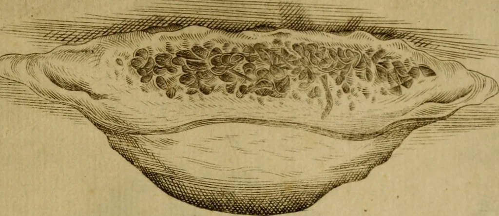 An illustration from Esperienzie intorno a diverse cose naturali, e particolarmente a quelle, che ci son portate dall'Indie, 1671, leaf 170