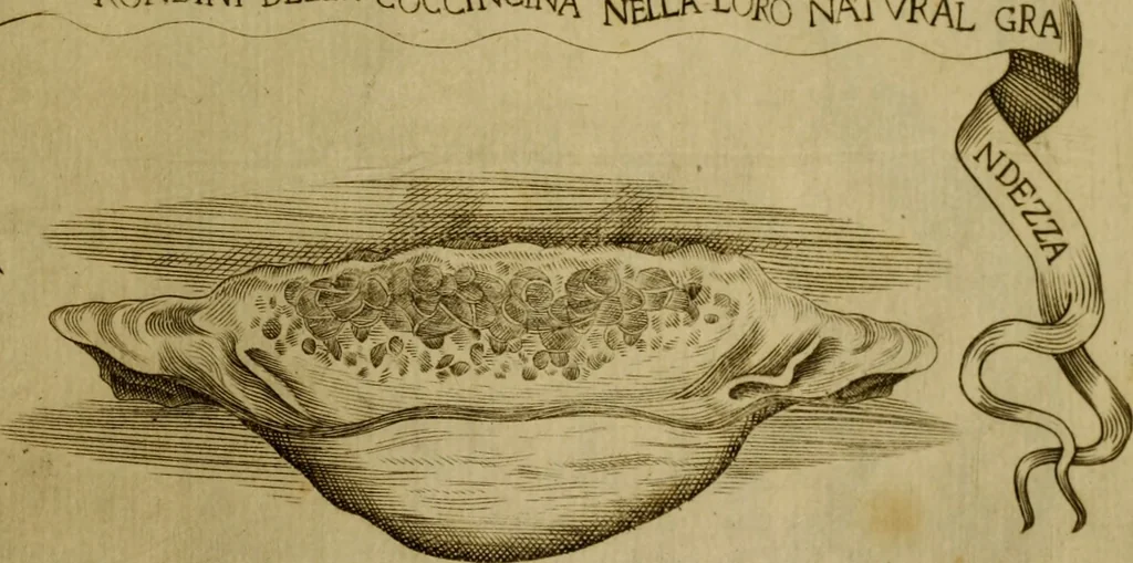 An illustration from Esperienzie intorno a diverse cose naturali, e particolarmente a quelle, che ci son portate dall'Indie, 1671, leaf 170