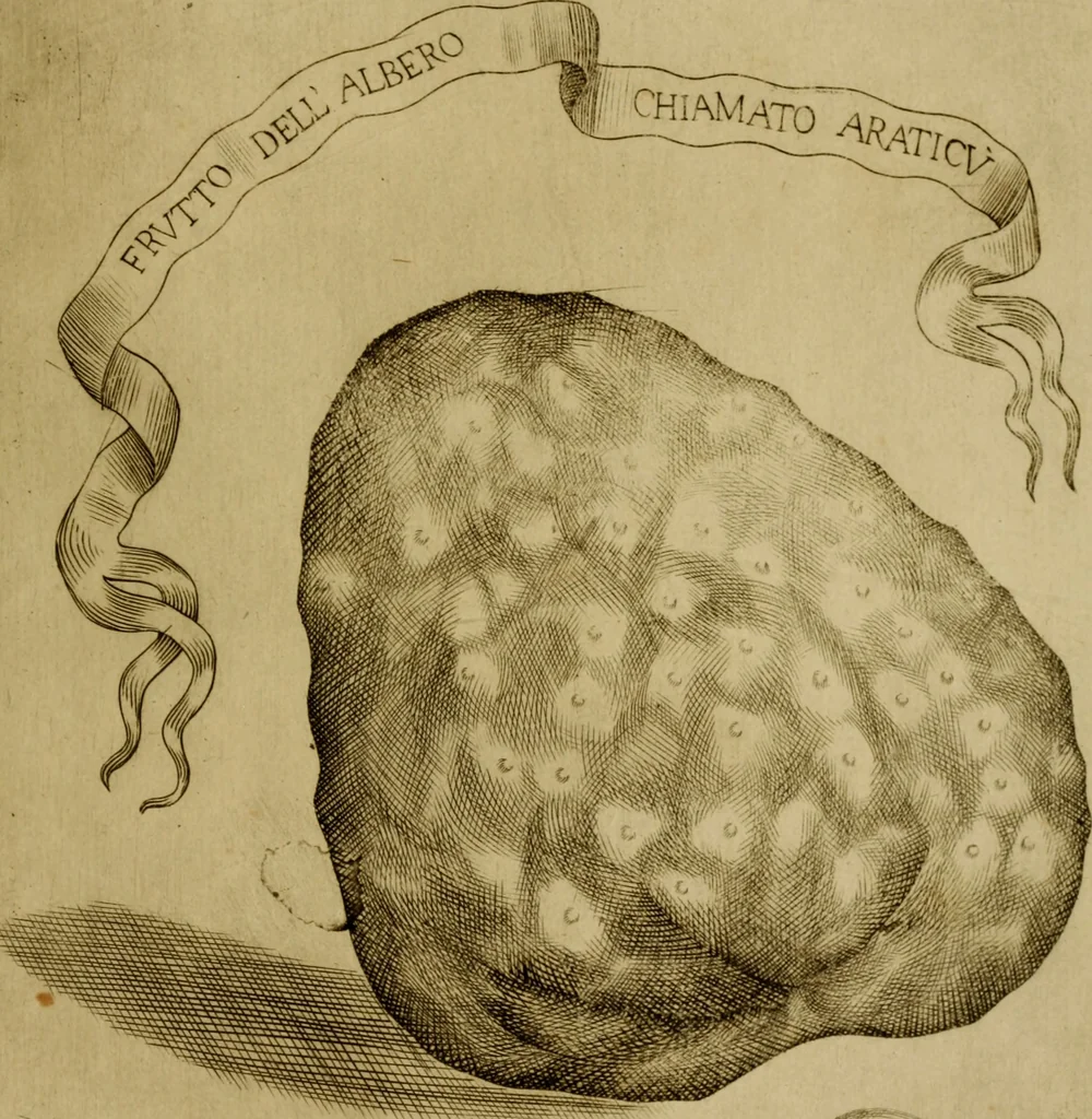 An illustration from Esperienzie intorno a diverse cose naturali, e particolarmente a quelle, che ci son portate dall'Indie, 1671, leaf 172