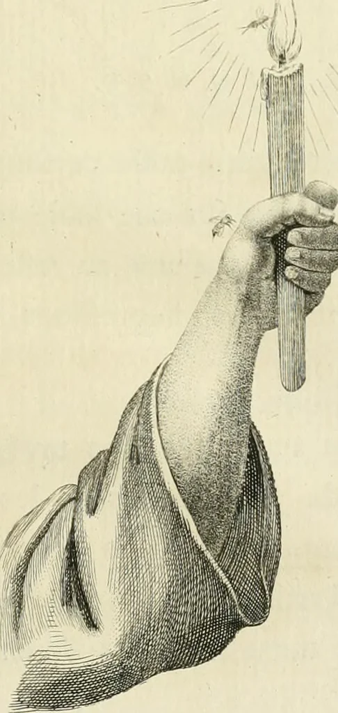 An illustration from Essai sur la physiognomonie : destiné a faire connoître l'homme & à le faire aimer, 1781, leaf 238