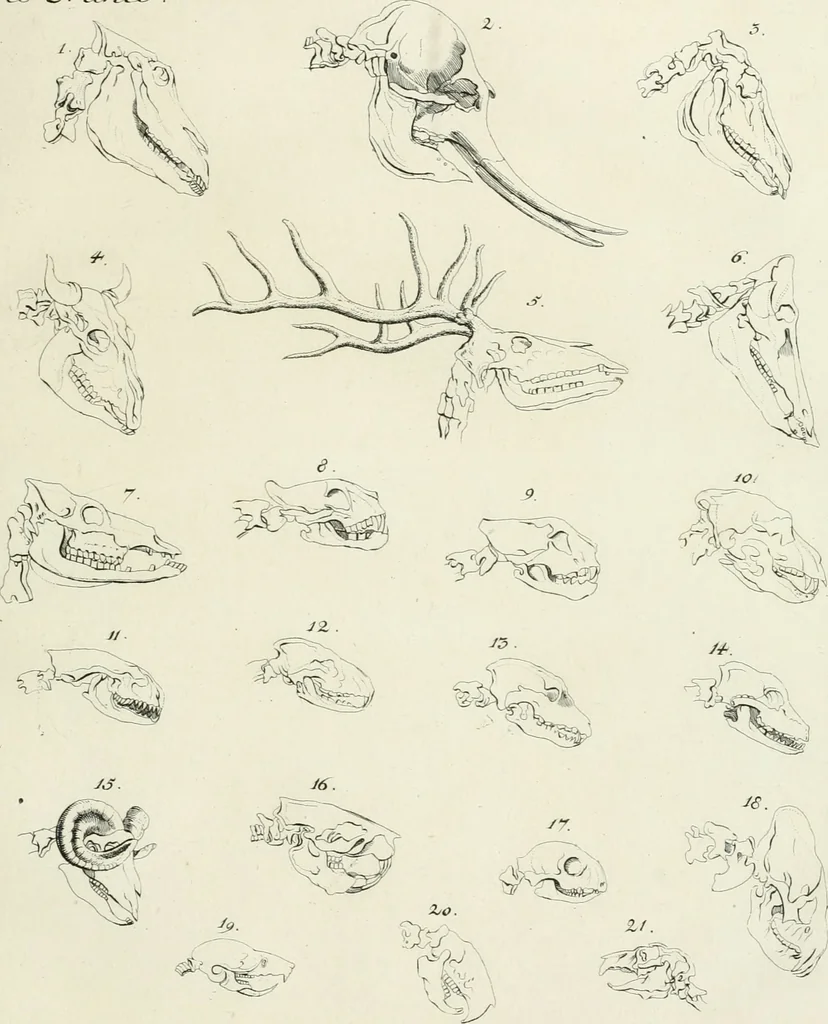 An illustration from Essai sur la physiognomonie : destiné a faire connoître l'homme & à le faire aimer, 1781, leaf 146