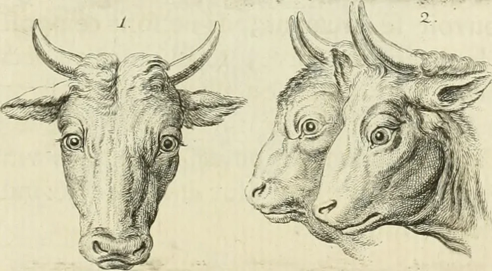 An illustration from Essai sur la physiognomonie : destiné a faire connoître l'homme & à le faire aimer, 1781, leaf 150