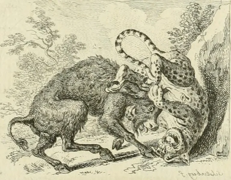 An illustration from Essai sur la physiognomonie : destiné a faire connoître l'homme & à le faire aimer, 1781, leaf 152