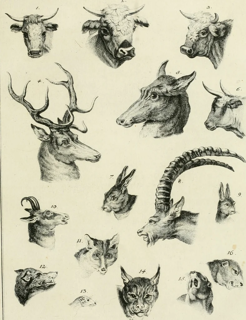 An illustration from Essai sur la physiognomonie : destiné a faire connoître l'homme & à le faire aimer, 1781, leaf 154