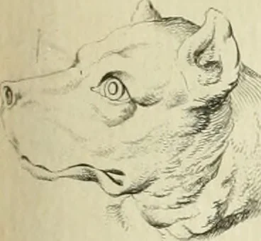 An illustration from Essai sur la physiognomonie : destiné a faire connoître l'homme & à le faire aimer, 1781, leaf 156