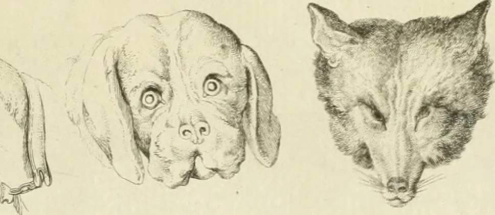 An illustration from Essai sur la physiognomonie : destiné a faire connoître l'homme & à le faire aimer, 1781, leaf 156