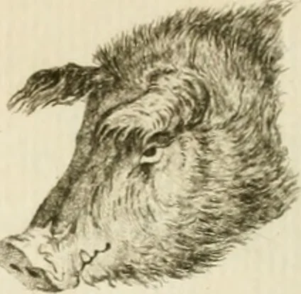 An illustration from Essai sur la physiognomonie : destiné a faire connoître l'homme & à le faire aimer, 1781, leaf 157