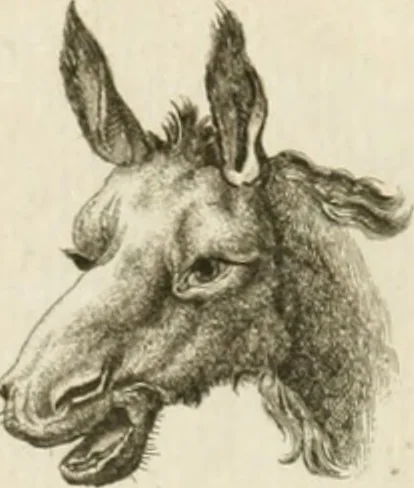 An illustration from Essai sur la physiognomonie : destiné a faire connoître l'homme & à le faire aimer, 1781, leaf 157