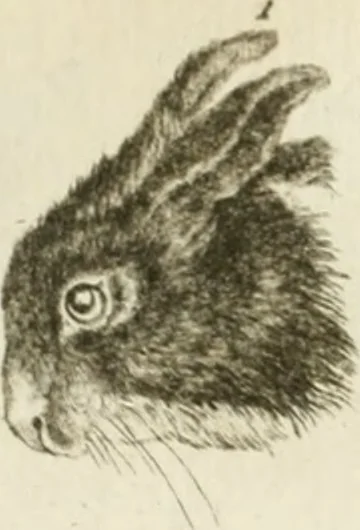 An illustration from Essai sur la physiognomonie : destiné a faire connoître l'homme & à le faire aimer, 1781, leaf 157