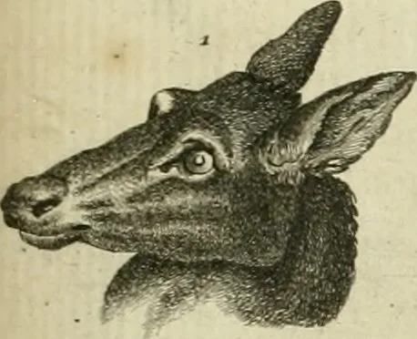 An illustration from Essai sur la physiognomonie : destiné a faire connoître l'homme & à le faire aimer, 1781, leaf 158