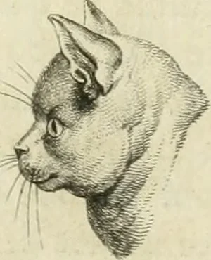 An illustration from Essai sur la physiognomonie : destiné a faire connoître l'homme & à le faire aimer, 1781, leaf 158